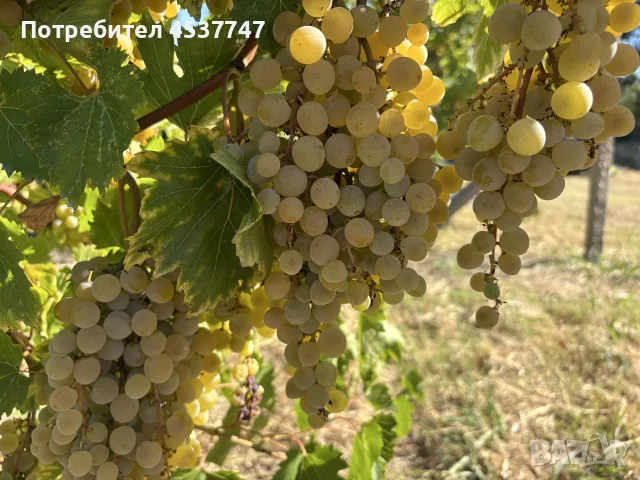 Продавам грозде кайлъшки мискет