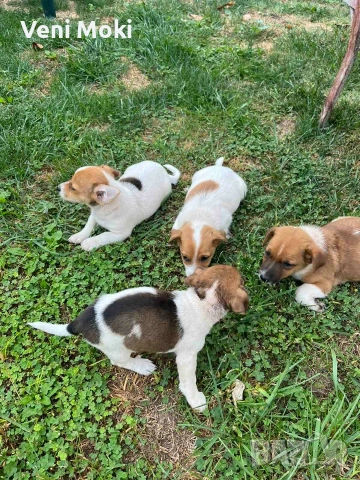 мини Джак Ръсели, снимка 3 - Джак ръсел териер - 54078349