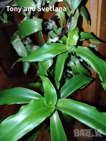 Ароматна кализия- стайно растение с множество лечебни свойства , снимка 6 - Стайни растения - 51869482