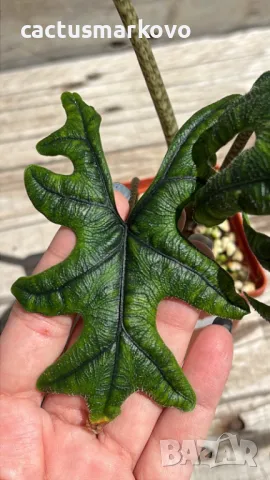 Alocasia 'Jacklyn', снимка 2 - Стайни растения - 50297945