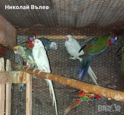 Полово зрели женски Александри 