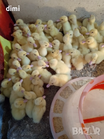 Свободни патета(юрдечки)  , снимка 1