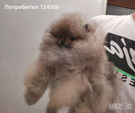 Померан, померанчета, снимка 7 - Померан - 38423393