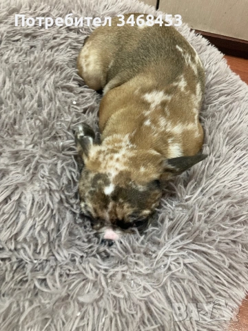 Мъжки френски булдог