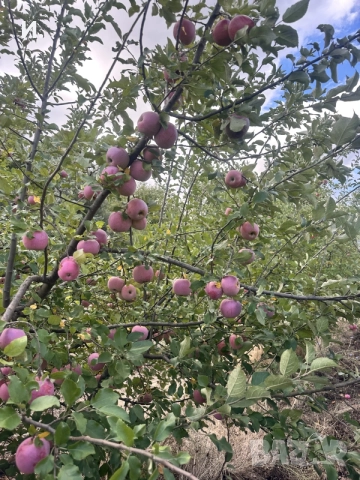 Продавам Ябълки, снимка 2 - Домашни продукти - 56267088