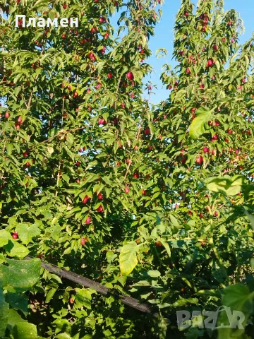 Дренки-много едър дрян, снимка 5 - Домашни продукти - 55739235