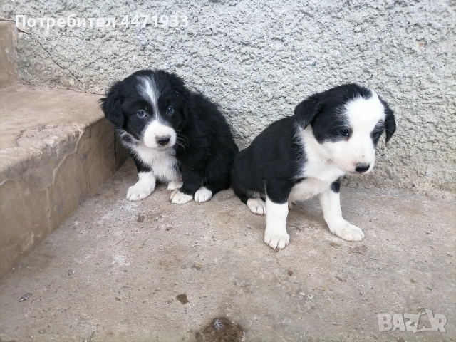 бордър коли , снимка 5 - Други - 53143967