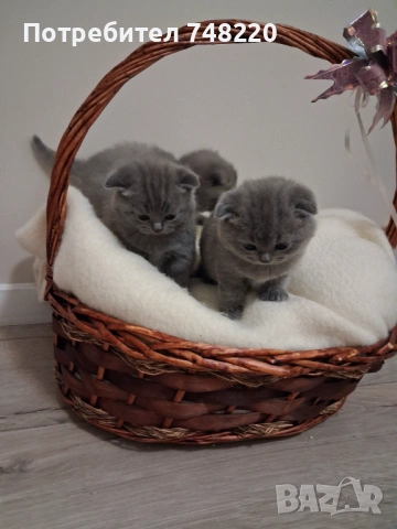 Шотландски клепоухи котета, снимка 4 - Други - 54306641