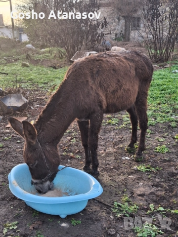 Продавам магаре 