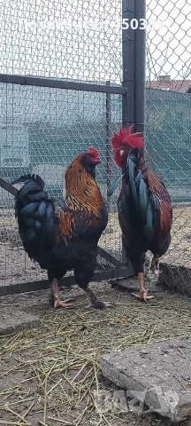 Продавам Петли, снимка 3 - Кокошки и пуйки - 53936415