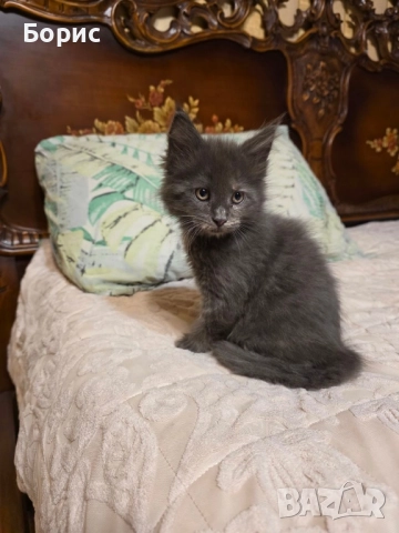 Мейн куун котета, снимка 7 - Мейн кун - 35075644