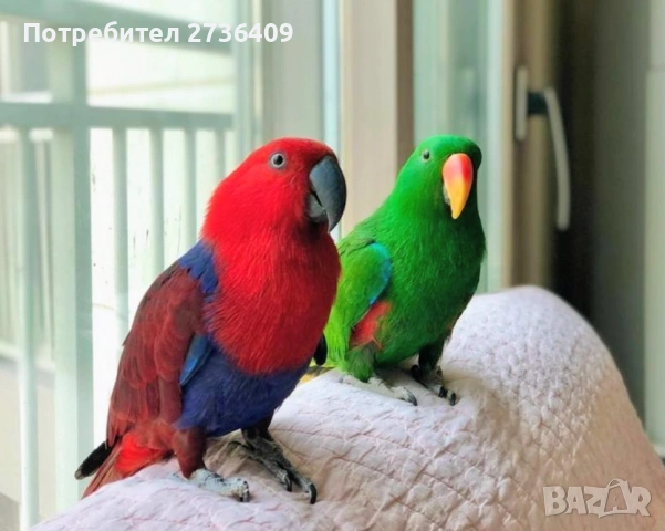 Благородни папагали Еклектус, снимка 3 - Папагали - 52723213