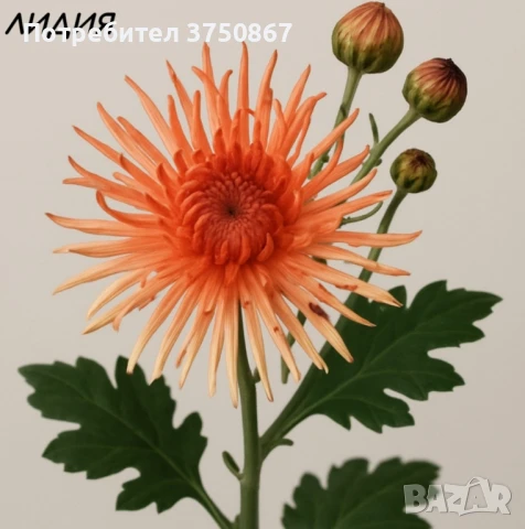 💞😍♥️ Уникални български хризантеми – селекция, създадена с грижа! 💞♥️💞