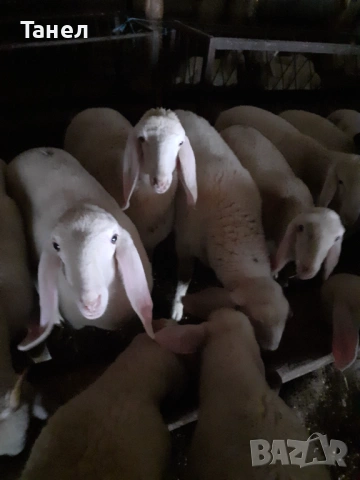 Овцеферма продава агнета и овце , снимка 2 - Овце - 54004044