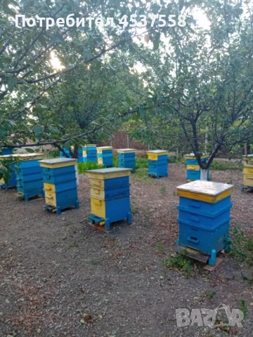  Пчелни семейства 22 броя с по два магазина, снимка 1