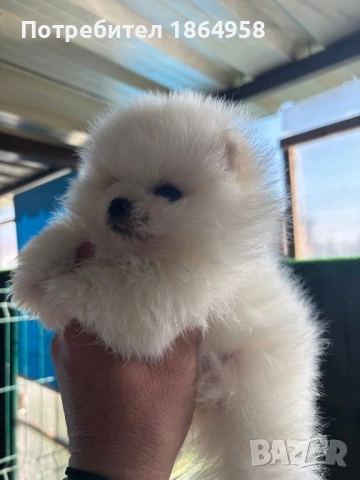БЕБЕТА ПОМЕРАН Доставка, снимка 2 - Померан - 54126265
