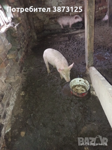Свободни бели прасета, снимка 7 - Прасета - 53235612