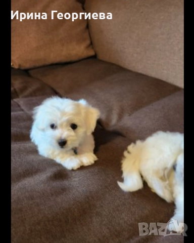 Мини малтийски болонки , снимка 4 - Болонка - 51994631