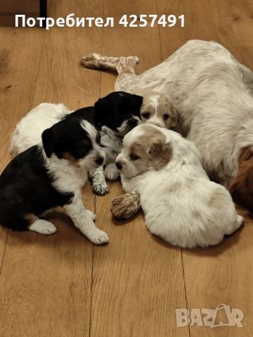 Продавам малки кученца епаньол бретон шпаньол, снимка 10 - Други - 52855443