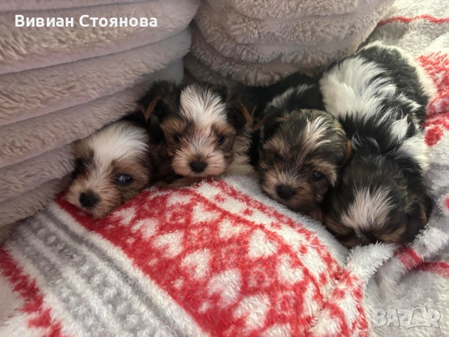 Йорки бивер