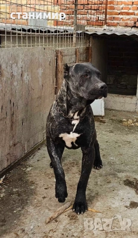 Преса Канарио / Дого Канарио , снимка 4 - Други - 41585132