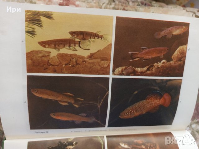 Аквариумное рыбоводство, снимка 8 - Специализирана литература - 35425477