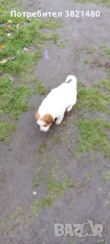 Каракачански кученца , снимка 6 - Каракачанска овчарка - 52618838