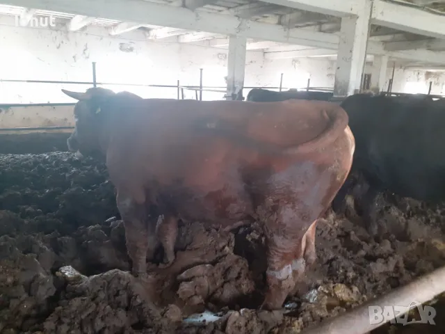 Продавам телета и бикове ., снимка 2 - За селскостопански - 49685126