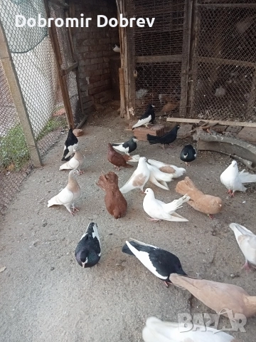 Гълаби , снимка 2 - Гълъби - 52928655