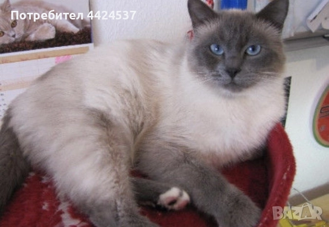 Бирмански сиамски котарак, снимка 5 - Сиамска - 52209089