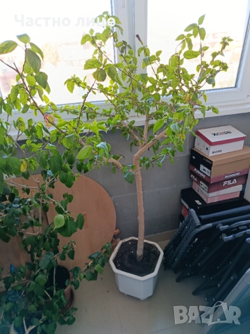 Големи отгледани Бенджамин и Китайска роза , снимка 4 - Градински цветя и растения - 52922768