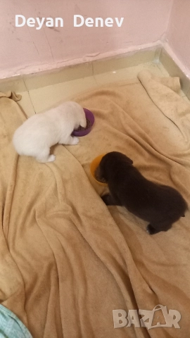 лабрадор реитривър , снимка 2 - Лабрадор ретривър - 52878460