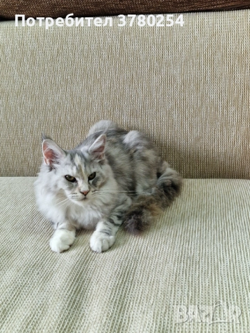 Мейн Кун , снимка 3 - Мейн кун - 52314032