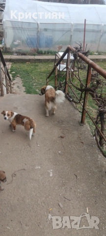 Подарявам три малки кученца , снимка 11 - Джак ръсел териер - 53948675
