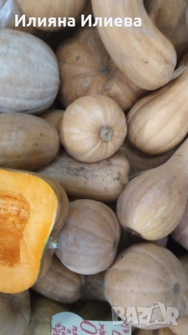 продавам семена за садене на български бели тикви кестенки ,мускат и цигулки, снимка 3 - Сортови семена и луковици - 54016618