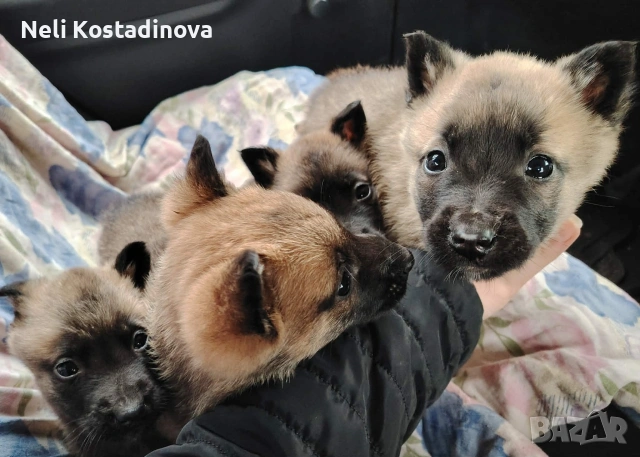 Белгийска овчарка Малиноа , снимка 5 - Белгийска овчарка - 53273246