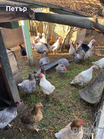 Продавам пуйки