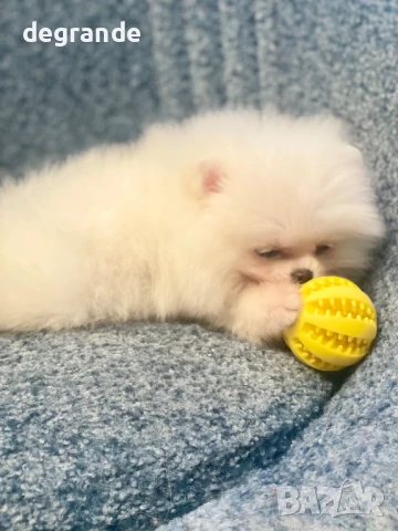 Уникален мъжки померан в продажба, снимка 3 - Померан - 51409581
