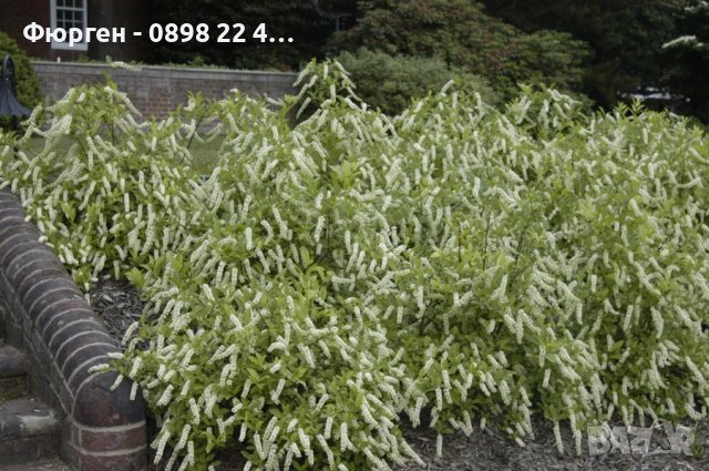 Итеа Виргиника(Itea virginica), снимка 3 - Разсади - 36816511