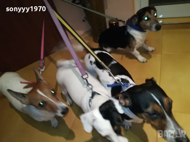 ОФИЦИЛЕН ПРЕСТАВИТЕЛ НА ДЖАК РЪСЕЛ ЗА ВИДИН 2801251428, снимка 6 - Джак ръсел териер - 48864495