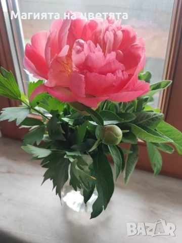 Божур Коралов залез с променящи се цветове, снимка 3 - Градински цветя и растения - 54137685