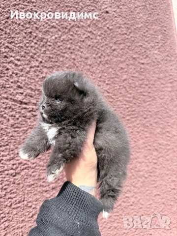 Две момичета и едно момче , снимка 2 - Померан - 53990305