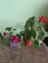 Комплект Мушката, снимка 1