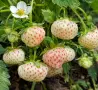 Продавам разсад бяла Ягоди в кофичка, снимка 1