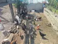 Продавам селски пуенца и пиленца без майката, снимка 6