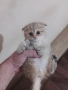 продавам шотландски клепоухи котета, снимка 1