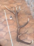 рога от благороден елен , снимка 6