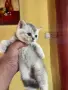Британски късокосмести, снимка 9