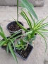 Продавам комплект стайни растения , снимка 1