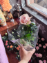 Рози в саксия , снимка 1 - Градински цветя и растения - 44510935